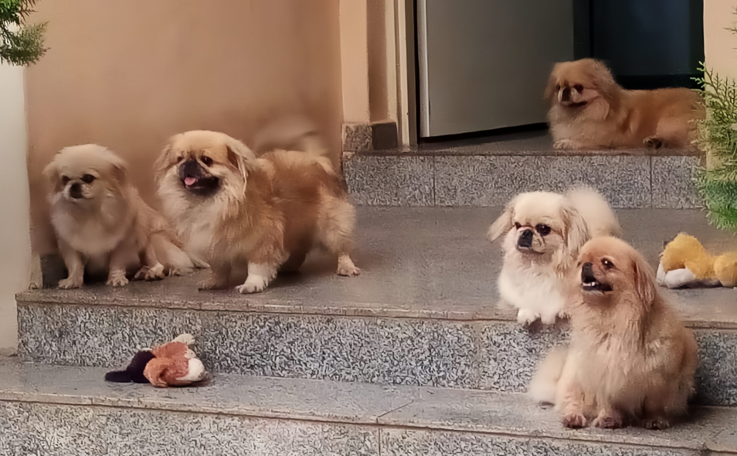 Pets playing together