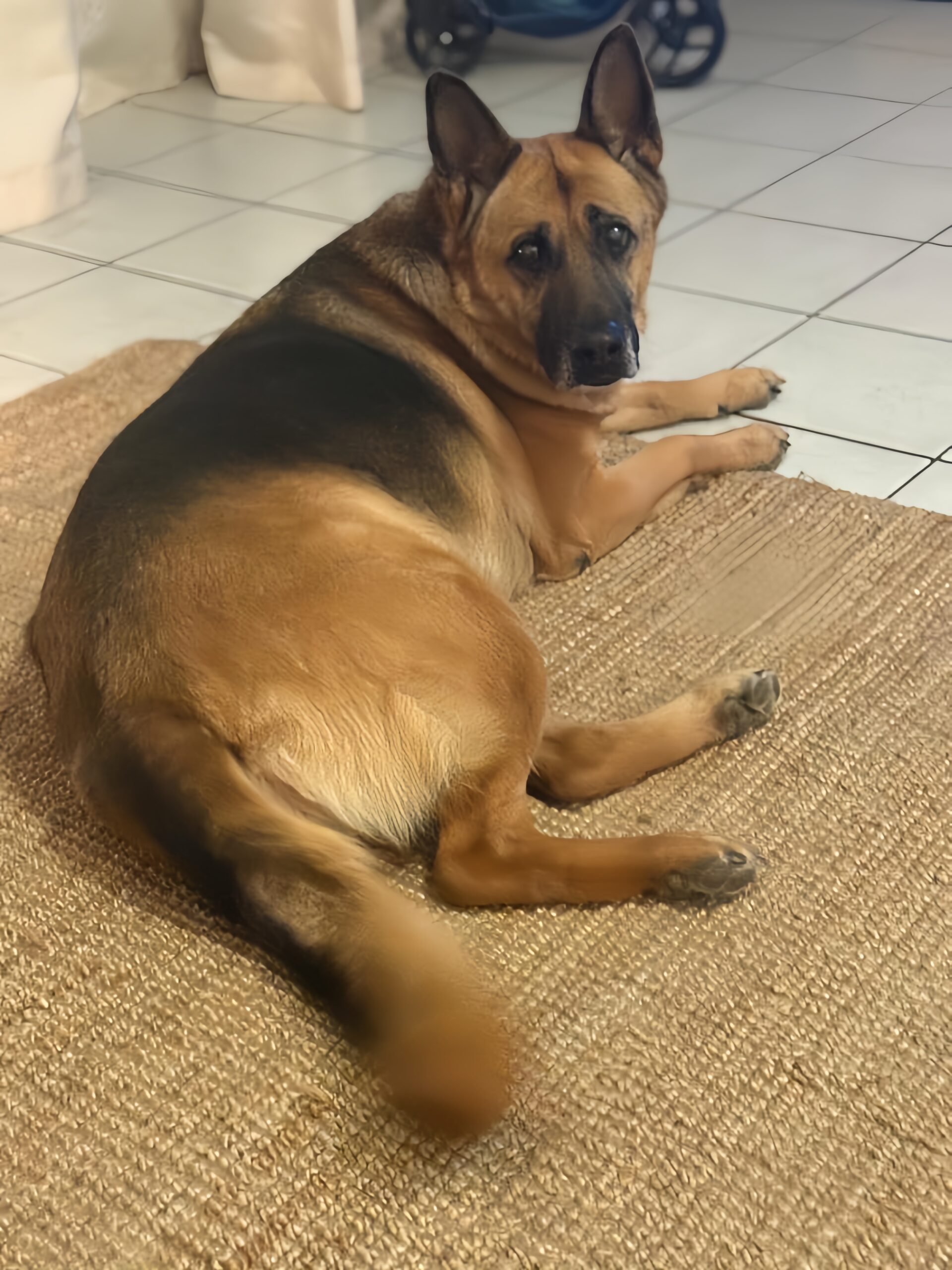 Pet boarding experience
