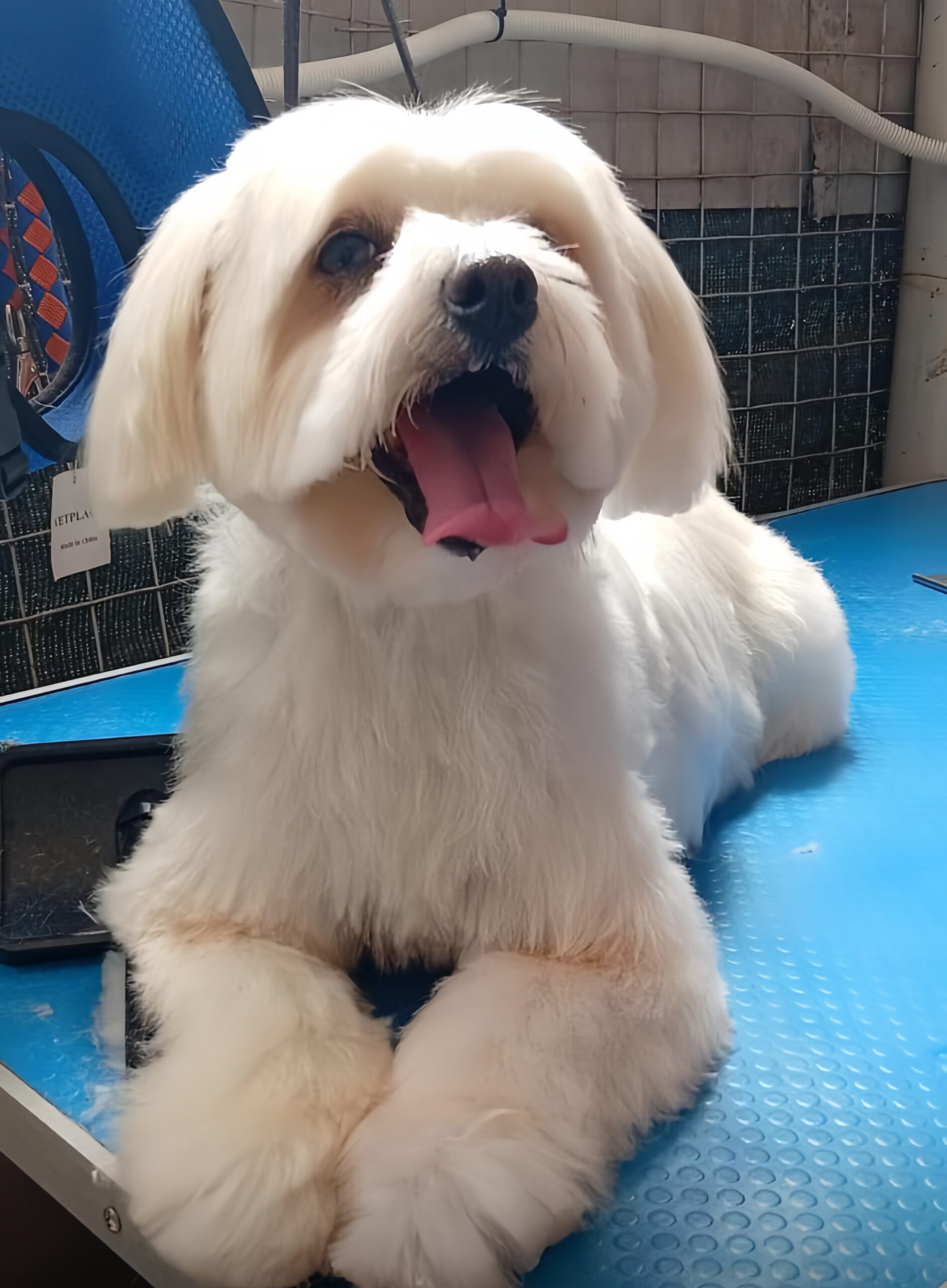 Pet boarding experience