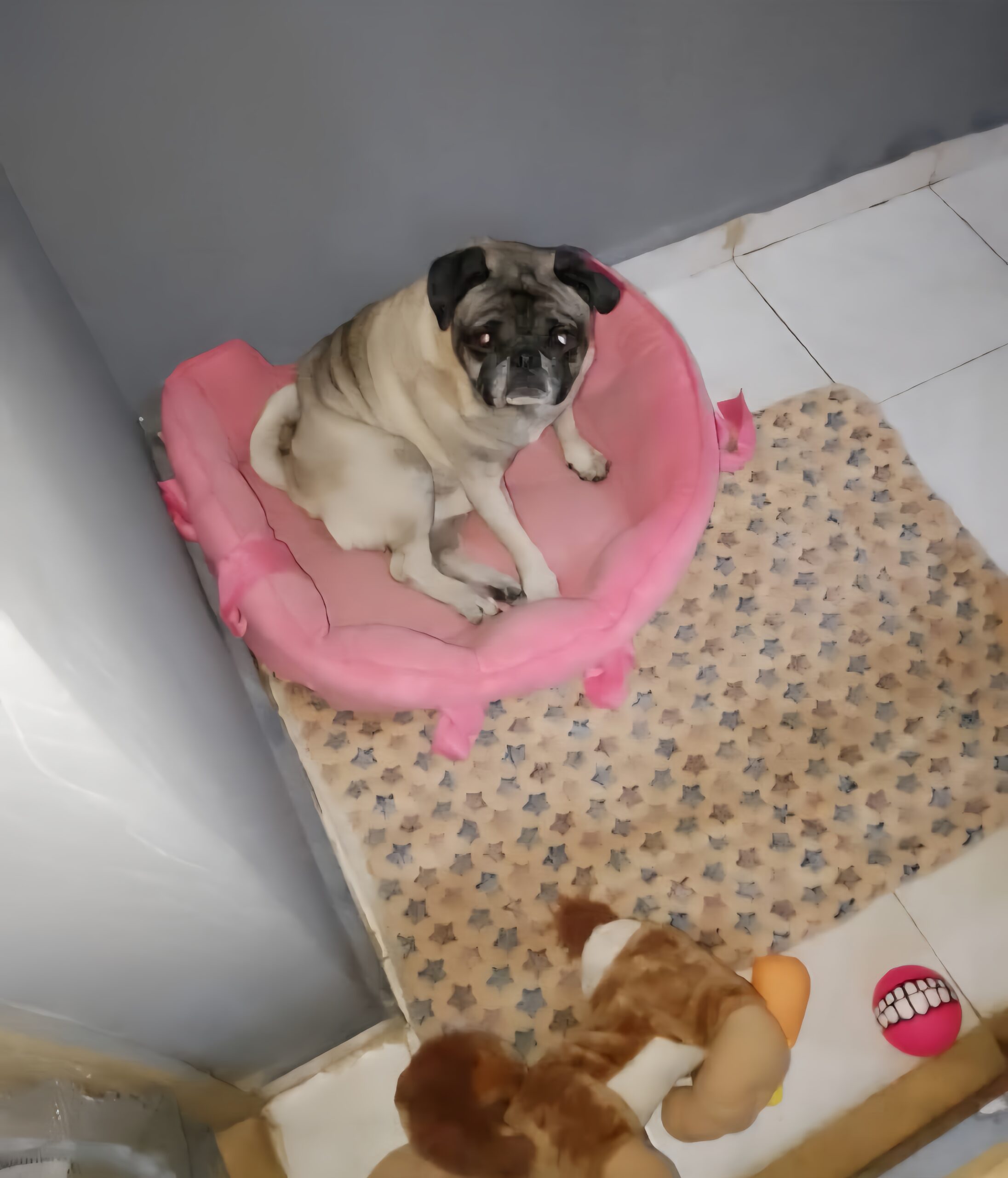 Pet relaxing in comfortable space